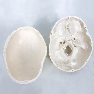 Modèle de crâne adulte, sculpture de crâne, échelle 1:1, pour l'enseignement et l'anatomie médicale. - Product Image 3