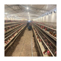 Cage à poules pondeuses anti-corrosion en forme de A avec système d'alimentation et de collecte d'œufs entièrement automatique pour les exploitations avicoles à grande échelle