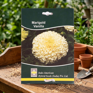 IAHS MARIGOLD Hybrid Dried Flowers White 1000 Seeds India - Product Image 3