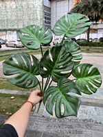 Promo Besar Tanaman Artificial Evergreen 7 Daun Alocasia Monstera Real Touch untuk Dekorasi Rumah Natal Thanksgiving