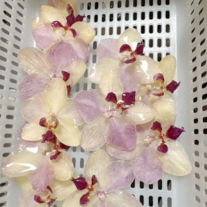 Nuevo Producto Dijes Florales Creativos Hechos a Mano Mini Flor <span class=keywords><strong>Rosa</strong></span> de Resina Epoxi Dijes Colgantes de Orquídea Genuina para Collar y Aretes - Product Image 6