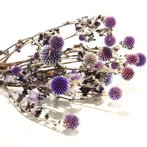 Fleurs de <span class=keywords><strong>chardon</strong></span> <span class=keywords><strong>bleu</strong></span> naturelles séchées, fleurs florales, feuillage, <span class=keywords><strong>chardon</strong></span> <span class=keywords><strong>bleu</strong></span> préservé - Product Image 4
