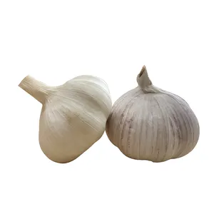 大蒜G1迪拜市场纯白色大蒜价格便宜的10千克/袋5.0-5.5厘米