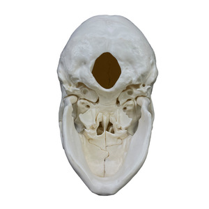 Modelo de cráneo blanco desmontado de 22 partes - Herramienta educativa de anatomía - Product Image 4