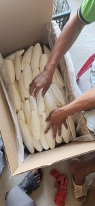 (VENTE CHAUDE 2024) -Os de seiche de haute qualité et de qualité supérieure/bon prix pour la vente/exportation du Viet Nam - Product Image 5