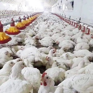 Équipement <span class=keywords><strong>de</strong></span> ferme <span class=keywords><strong>de</strong></span> poulet <span class=keywords><strong>de</strong></span> volaille <span class=keywords><strong>de</strong></span> conception moderne à bas prix en Afrique du <span class=keywords><strong>Sud</strong></span> à <span class=keywords><strong>vendre</strong></span> - Product Image 5