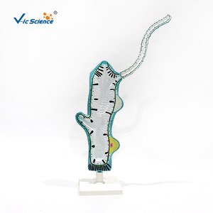 VIC3214 โมเดลการผ่าตัดสัตว์ไฮดรา สำหรับการสอนวิชาชีววิทยาในโรงเรียนมัธยมต้นและมัธยมปลาย และเป็นโมเดลสัตว์สำหรับวิทยาศาสตร์ - Product Image 1