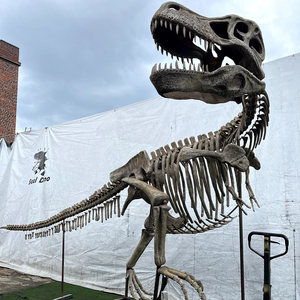 Fósil <span class=keywords><strong>de</strong></span> Tiranosaurio <span class=keywords><strong>Rex</strong></span> <span class=keywords><strong>de</strong></span> Resina Artificial <span class=keywords><strong>de</strong></span> Alta Calidad para Exhibición en Museos - Product Image 6