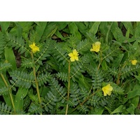 Tribulus Terrestris pur offrant un soutien naturel à base de plantes pour l'énergie, la vitalité, la force, l'endurance, le bien-être, l'équilibre et l'utilisation quotidienne