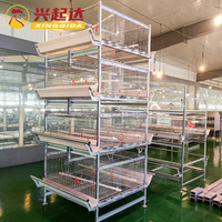 Nouveau système de cage d'élevage de poulet avec construction en acier Q235 1 an de garantie roulement et moteur pour un bon développement des poussins