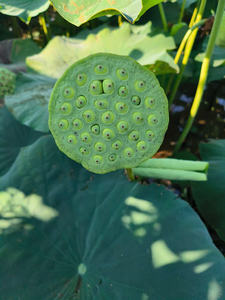 เมล็ดบัวสดจากฟาร์มสู่โต๊ะของเวียดนามแพ็กมาด้วยฝีมือการทำอาหารไทยล็อคเฟทสำหรับรสชาติที่เหนือกว่าโภชนาการคุณภาพสูง6 - Product Image 6