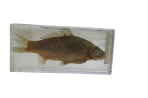 Produttori di vendita diretta di esemplari biologici marini di alta qualità per l'insegnamento e la ricerca, esemplari di pesce - Product Image 6