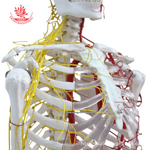 Modèle de squelette humain grandeur nature de 170 cm, outil pédagogique médical standard, modèle squelettique de simulation médicale avec nerfs et système sanguin - Product Image 2
