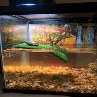 Weekewe — plateforme de chasse tortue, rampe à tortue, échelle de repos, terrasse d'aquarium réservoir de poissons, décoration flottante