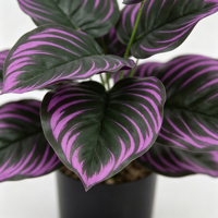 Plante artificielle de arrowroot à 18 têtes, 70 cm, violette et verte, en pot, feuilles tropicales, pour décoration intérieure, maison, bureau, vente en gros