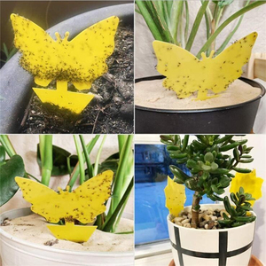 Trampas Adhesivas Amarillas Personalizadas OEM para Moscas e Insectos, Trampa para Moscas de la Fruta y Mosquitos, No Tóxica, Protección de Plantas, Tabla Adhesiva - Product Image 4