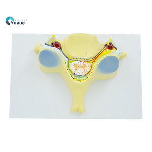 Modelo <span class=keywords><strong>de</strong></span> sección transversal <span class=keywords><strong>de</strong></span> la quinta vértebra cervical humana con médula espinal - Herramienta <span class=keywords><strong>de</strong></span> enseñanza <span class=keywords><strong>de</strong></span> anatomía para Neurología y Ortopedia - Product Image 1