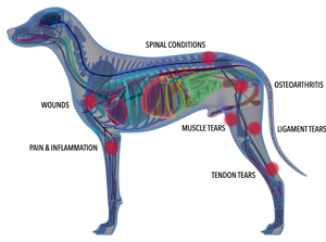 Tube PRP jetable de 5 ml pour <span class=keywords><strong>animaux</strong></span> avec gel ACD pour chiens et chats - Product Image 4