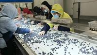 Machine d'emballage automatique de fruits bleuets multifonctionnelle pour boîtes en plastique