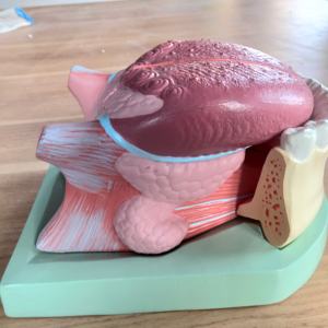 วิทยาศาสตร์การแพทย์ แบบจําลองขยายของฟันยึดลิ้น โครงสร้างมาตรฐานสําหรับแพทย์ช่องปาก โดยใช้แบบจําลองมอสทดลอง - Product Image 3