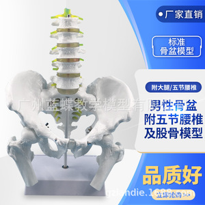 Modèle de bassin humain, modèle pelvien masculin naturel avec cinq vertèbres lombaires, hanches, sacrum et coccyx. - Product Image 3