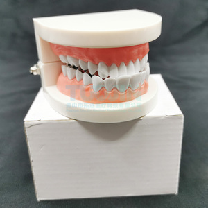 Modello Dentale Didattico per Bambini, Modello di Cura Dentale, Modello di Studio Odontoiatrico per Insegnamento e Carie, Tipodonte - Product Image 6