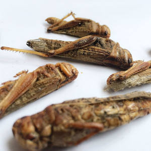 Huang Chong Bulk Gevriesdroogde Sprinkhanen En Gedroogde Sprinkhanen Eetbare Insecten Voor Vogels Enkele Specerijen & Kruiden Vogelvoer - Product Image 4