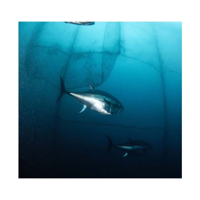 Storm Resistance Pe 100 Fish Farm