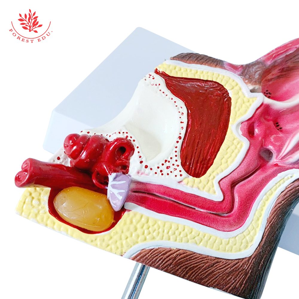 Canine Anatomy Model Canine Ear Anatomy Model - Dog Ear Normal ...