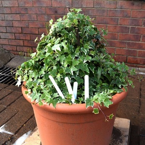 Étiquettes de plantes de jardin droites en plastique, étiquettes blanches, étiquettes de graines de jardin, marqueurs de plateau de Pot, serre avec <span class=keywords><strong>crayon</strong></span> 50 pièces - Product Image 6