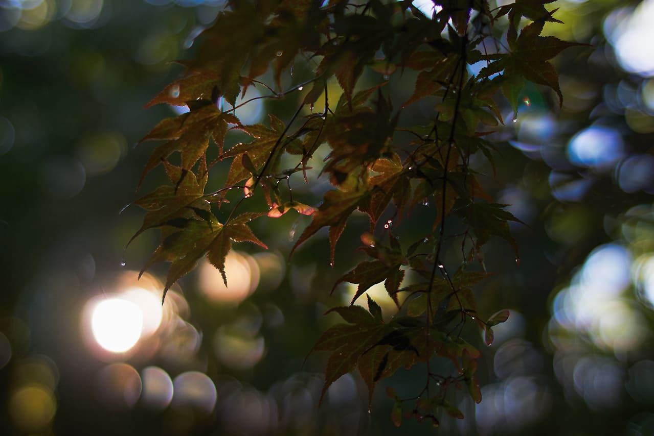 SLR Magic Microprime CINE 18mm T2.8 - Wide Angle Lens