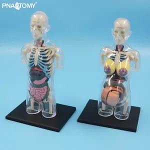Groothandel body structuur menselijk-4D Master Transparante Menselijk Lichaam Anatomisch Model Educatief Speelgoed Diy Speelgoed