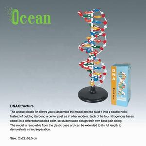 Wissenschaft <span class=keywords><strong>DNA</strong></span>-Moleküls truktur biologisches Modell Hersteller buntes <span class=keywords><strong>DNA</strong></span>-Molekular modell - Product Image 4