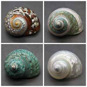 Hot <span class=keywords><strong>Sale</strong></span> Polierte natürliche Meeres schnecke Muschel schale Elfenbein Handwerk für Strand dekor Kleine Einsiedler krabben schalen für Souvenirs - Product Image 3