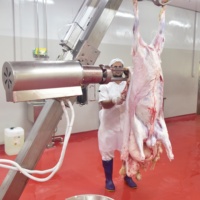 Abattoir de Chèvre et de Mouton de 150 Têtes par Jour pour Usine d'Abattage