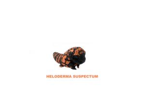 Lézard Roi Série Heloderma Suspectum Animal Artificiel Modèle Décoration Résine Lézard Ornement - Product Image 2