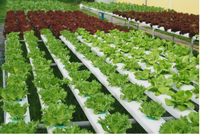 Grande tour hydroponique de jardin NFT, tuyau en Pvc avec pompe à eau pour les légumes et les fruits, livraison gratuite