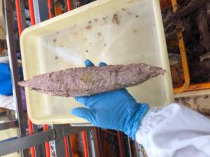 Lomo de atún Sarda fresco precocinado de 500-1000g, atún barrilete congelado y enlatado <span class=keywords><strong>en</strong></span> caja de salmuera a granel - Product Image 6
