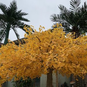 Árbol de <span class=keywords><strong>Ginkgo</strong></span> Artificial de La Fortuna dorada para interior y exterior, Hotel, centro comercial, decoración de escenario, venta de fábrica para uso en el jardín del hogar - Product Image 3