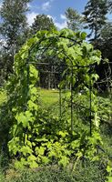 Gartenpflanzen-Metallclips für Tomaten, Bambuszaunpaneele, Hochbeet, Pergola, Schwarzes Rankgitter für Kletterpflanzen