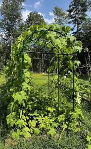 Clips à tomates en métal pour plantes de jardin, panneaux de clôture en <span class=keywords><strong>bambou</strong></span>, banc, bac surélevé, <span class=keywords><strong>pergola</strong></span>, treillis noir pour plantes grimpantes - Product Image 2