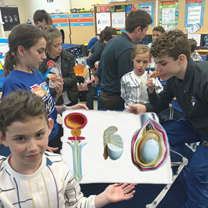 <span class=keywords><strong>Modello</strong></span> di educazione di anatomia genitale maschile <span class=keywords><strong>modello</strong></span> di insegnamento natomico dell'ascienza medica umana <span class=keywords><strong>modello</strong></span> anatomico dell'organo - Product Image 5