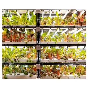 Sistemas de Cultivo Hidropónico para Interiores, Maquinaria Agrícola para Vegetales, Sistema Acuapónico para Plantas de Hoja - Product Image 6