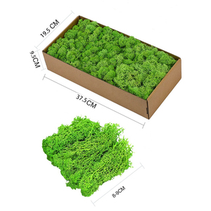 Eternal <strong>Moss</strong> <strong>Preserved</strong> Long Lasting Forever <strong>Moss</strong> - Product Image 1