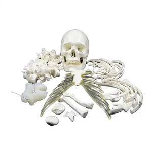 แบบจำลองกระดูกของมนุษย์170ซม. วัสดุพีวีซีแบบจำลองกระดูกหลวมวิทยาศาสตร์ทางการแพทย์ใช้สำหรับการทดลอง - Product Image 3