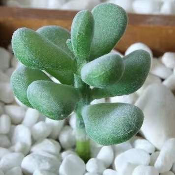 Pianta succulenta artificiale#2