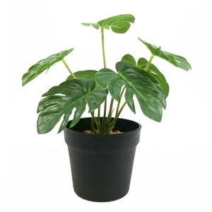 Vero tocco 7lvs 28cm alto <span class=keywords><strong>Mini</strong></span> Monstera <span class=keywords><strong>Bonsai</strong></span> - Product Image 4