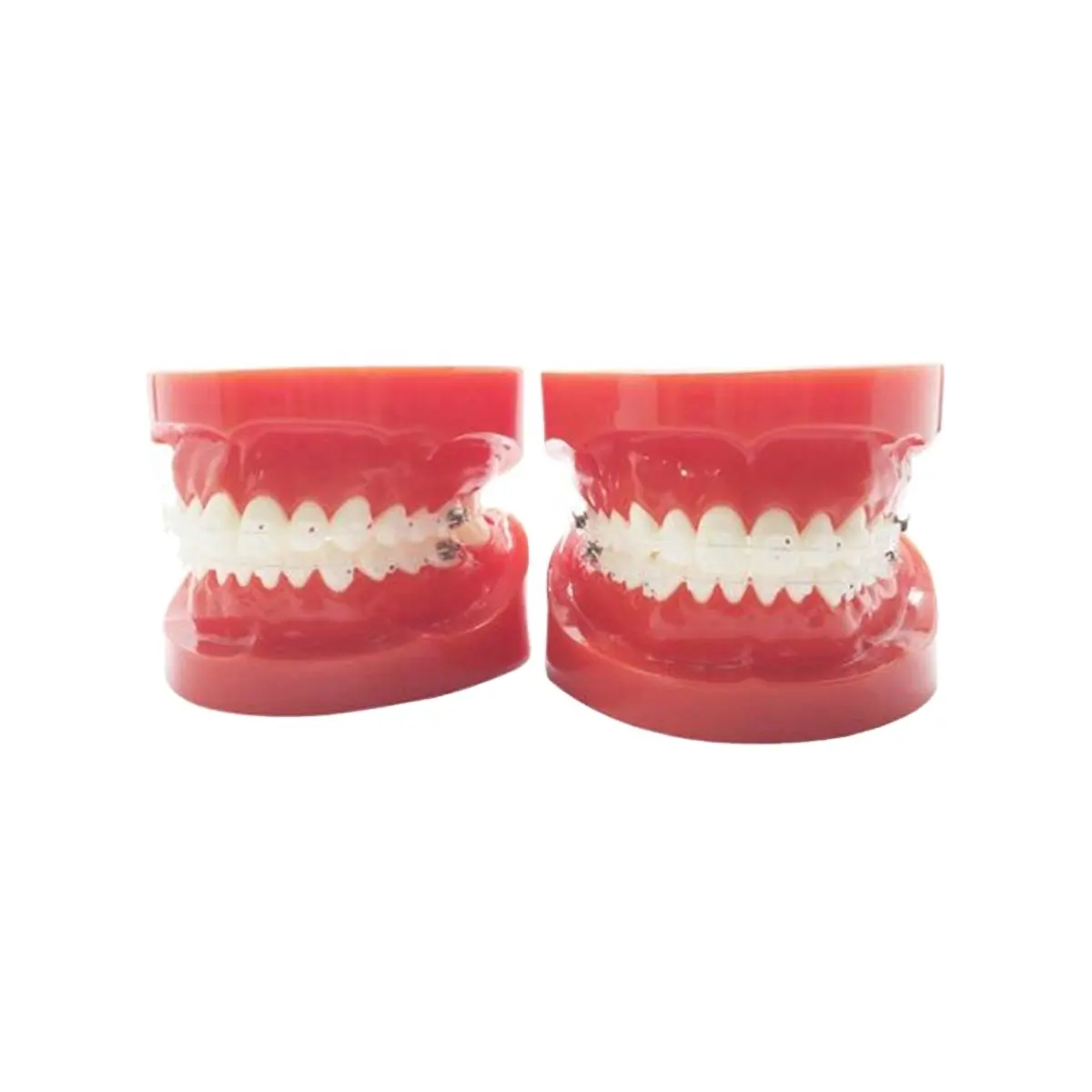 Modèle orthodontique dentaire Denxy avec support en céramique fil de couleur de dent ligature claire cravate modèles ortho de couleur rouge ortho typodont