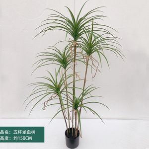 Arbre artificiel de haute qualité, style Dragon Tree, avec pot en fer, type bonsaï, pour salon, en bois Millenium, grand ornement décoratif pour extérieur et <span class=keywords><strong>centre</strong></span> <span class=keywords><strong>commercial</strong></span> - Product Image 4