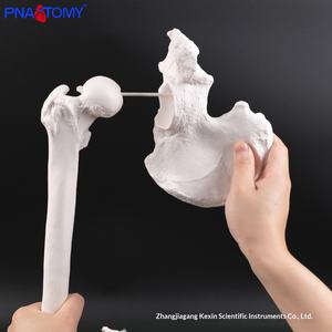 Modelo de Esqueleto Pélvico del Miembro <span class=keywords><strong>Inferior</strong></span> Derecho con Anotaciones de Conexión para Entrenamiento y Enseñanza de Anatomía Ortopédica - Product Image 3